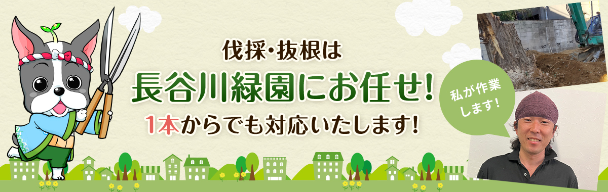 伐採・抜根は長谷川緑園にお任せ！ 1本からでも対応いたします！