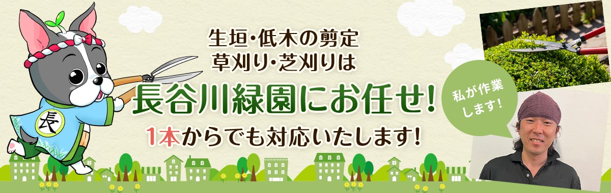 生垣・低木の剪定、草刈り・芝刈りは長谷川緑園にお任せ！ 1本からでも対応いたします！